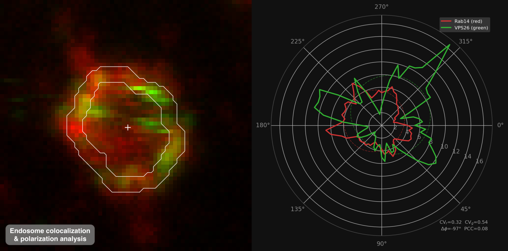 endosome-polar-plot-annotated.png